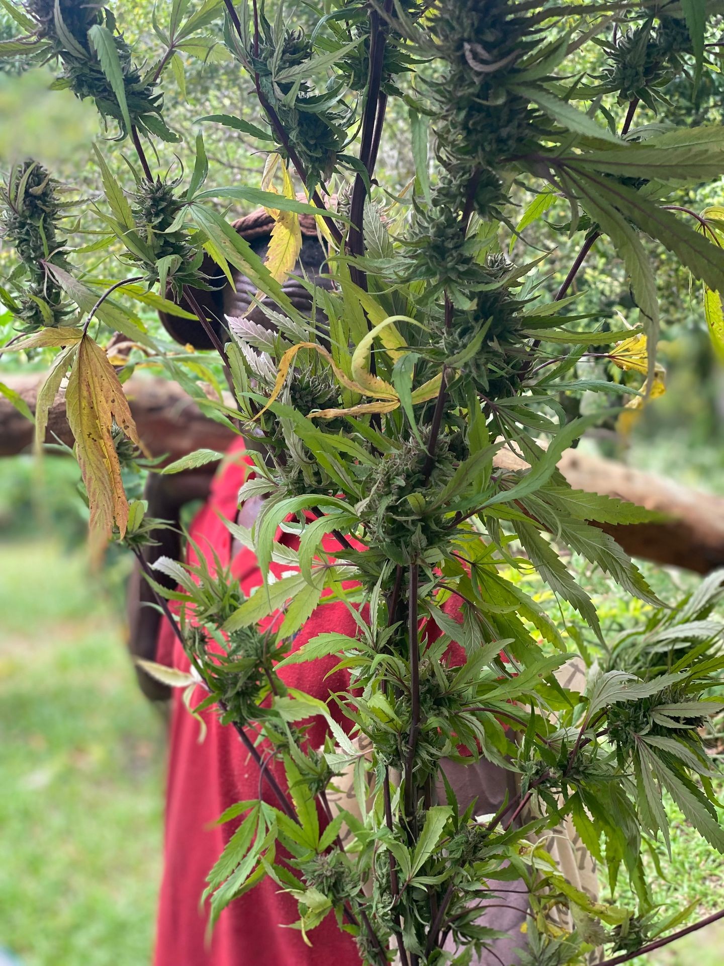 Close-up of a person wearing a red shirt holding a leafy plant with dense green buds.