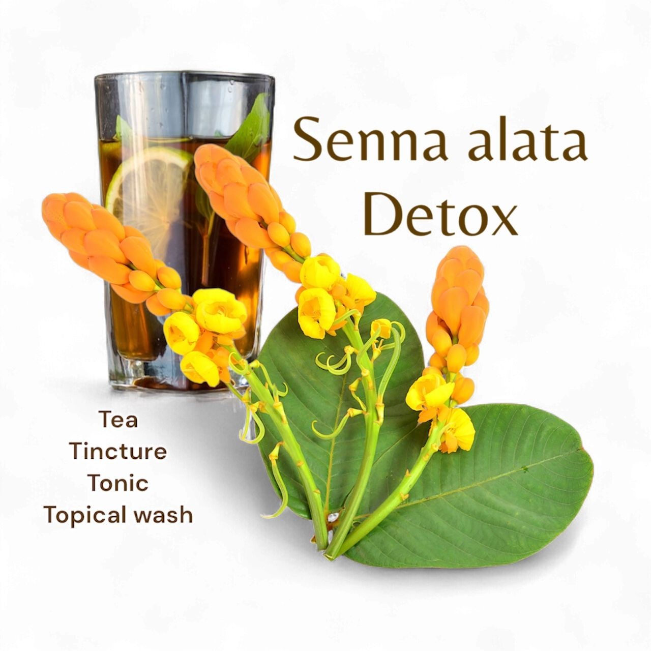 King of the forest or Senna alata herbal tea by Indigitea