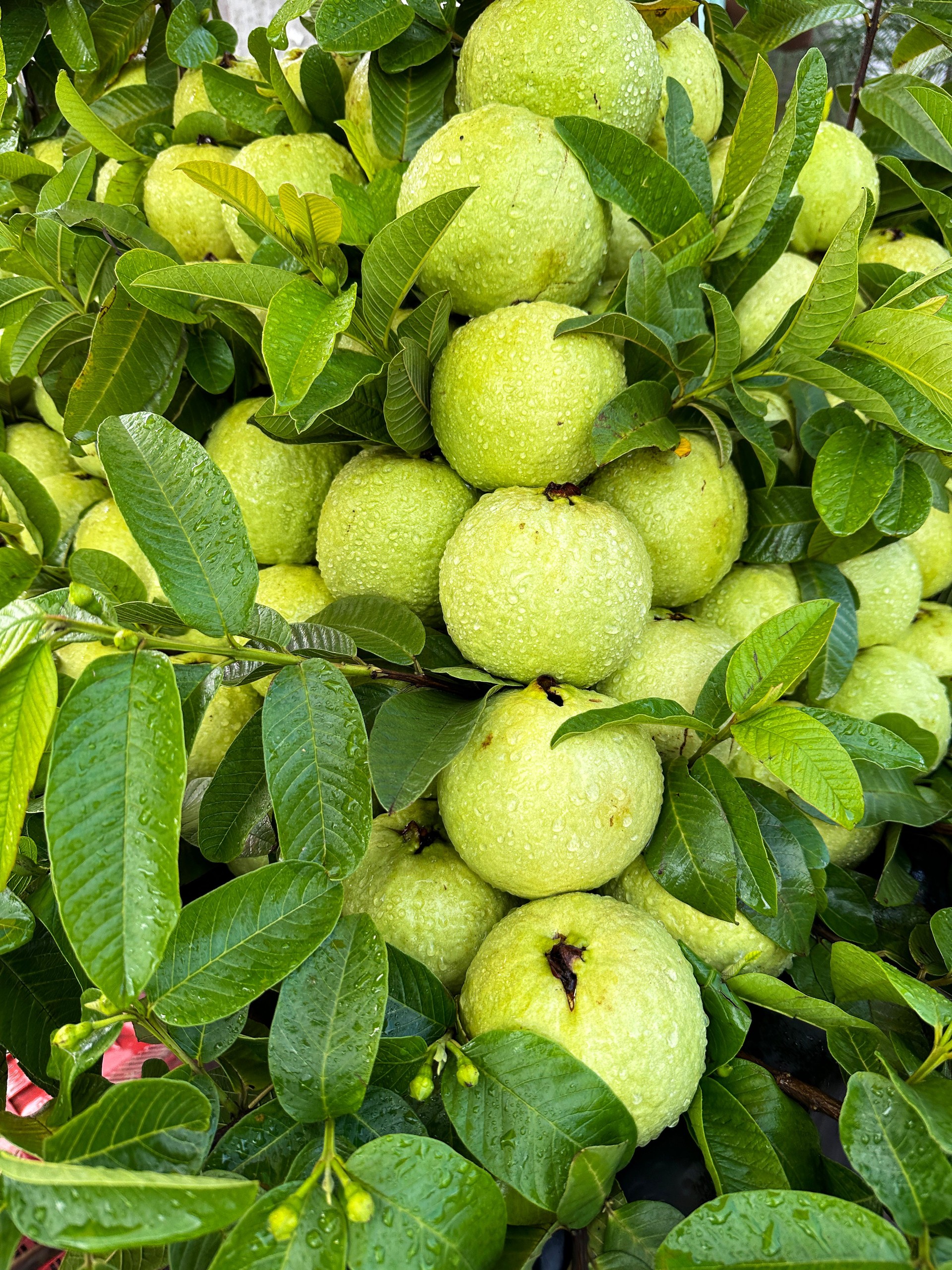 Full frame image of common guava tree (Psidium guajava), fruits growing on evergreen tree branches displayed in garden, glossy, green leaf background, focus on foreground