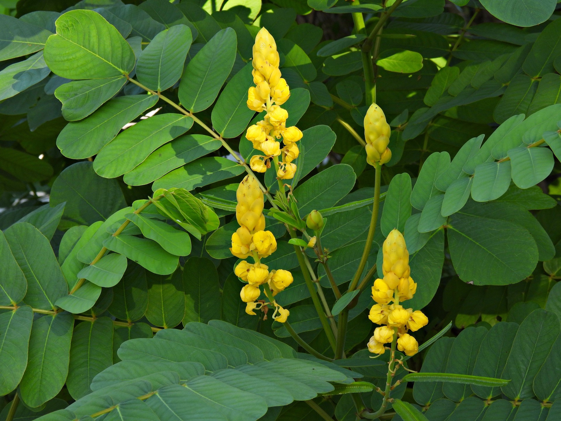 Candlestick Cassia Flowers (Senna alata)