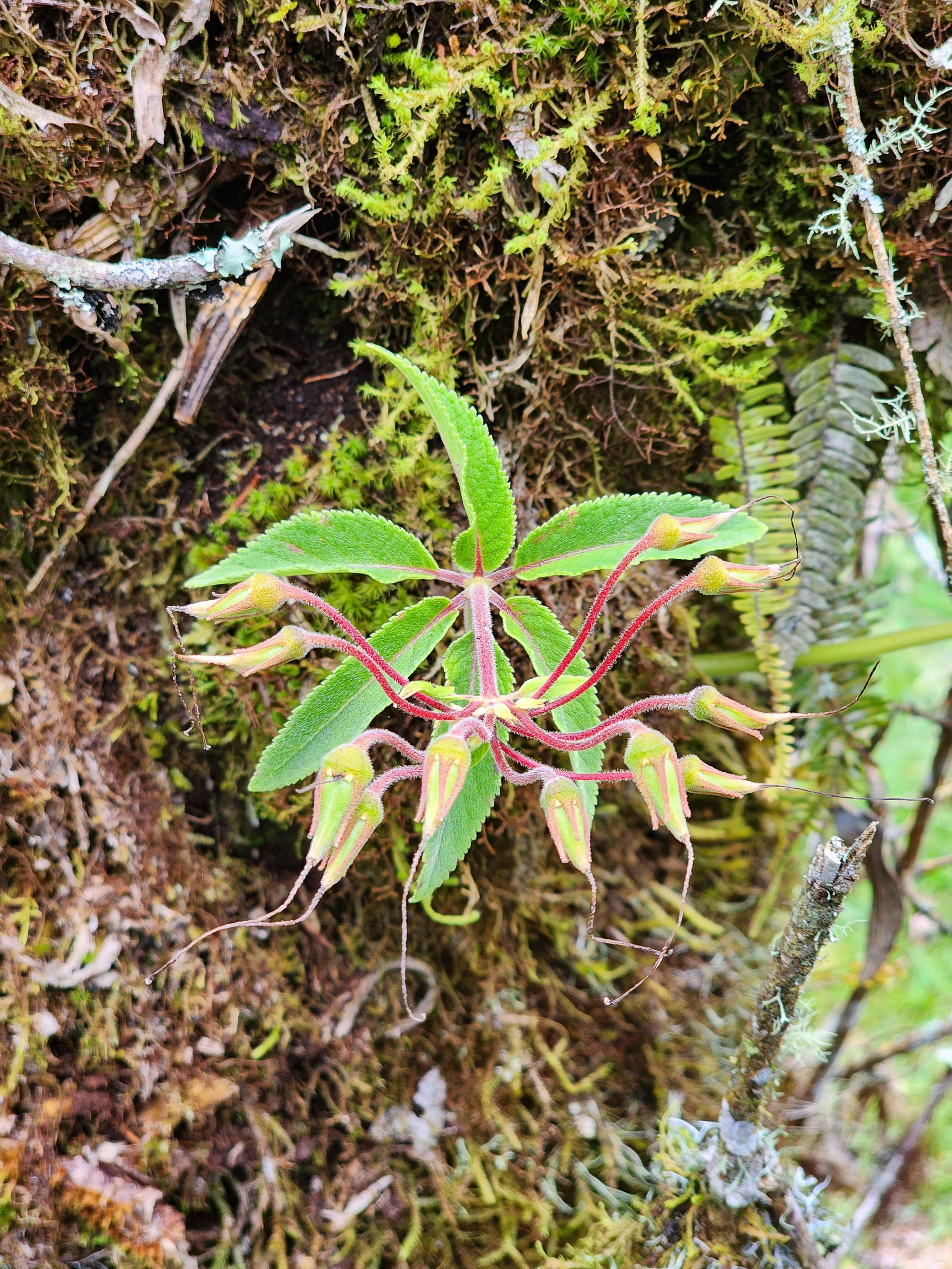 Exotic flower in a tree trunk in a rainforest