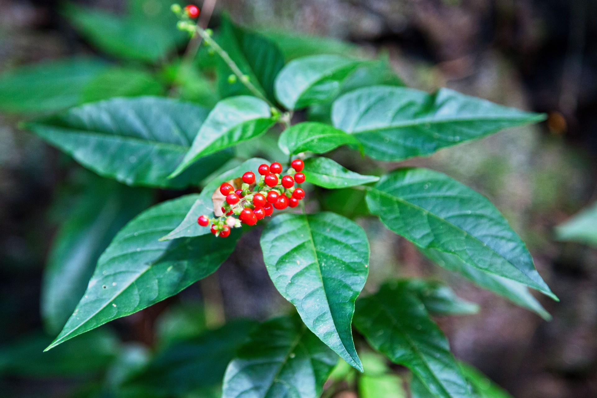 Bloodberries (Rivina humilis)