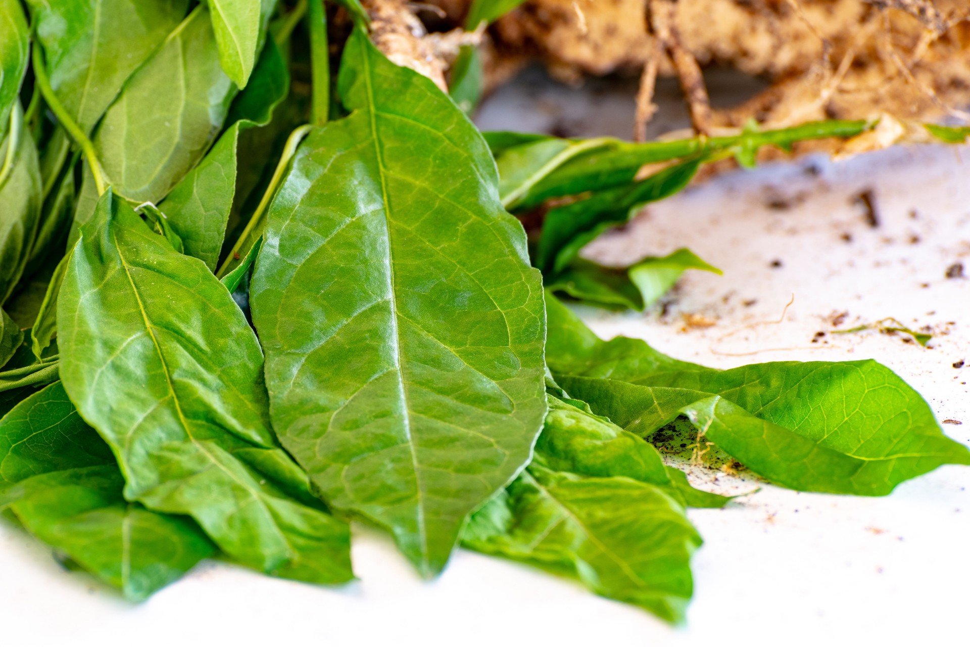 Guinea Hen Weed (Petiveria alliacea) also known as guinea henweed, garlic weed or gully root