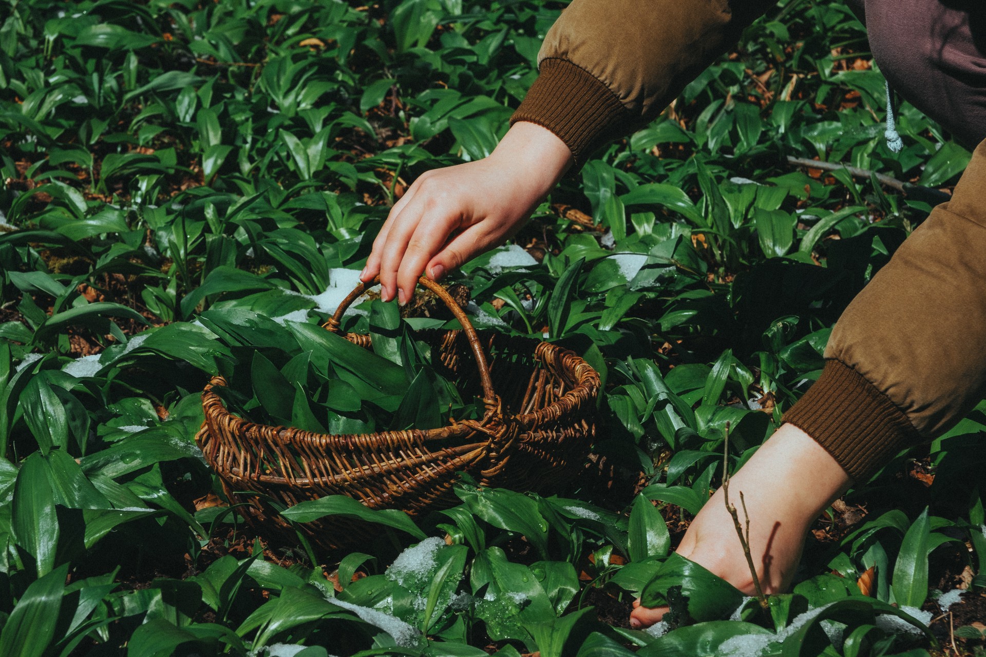 Collection of seasonal wild garlic in the forest.