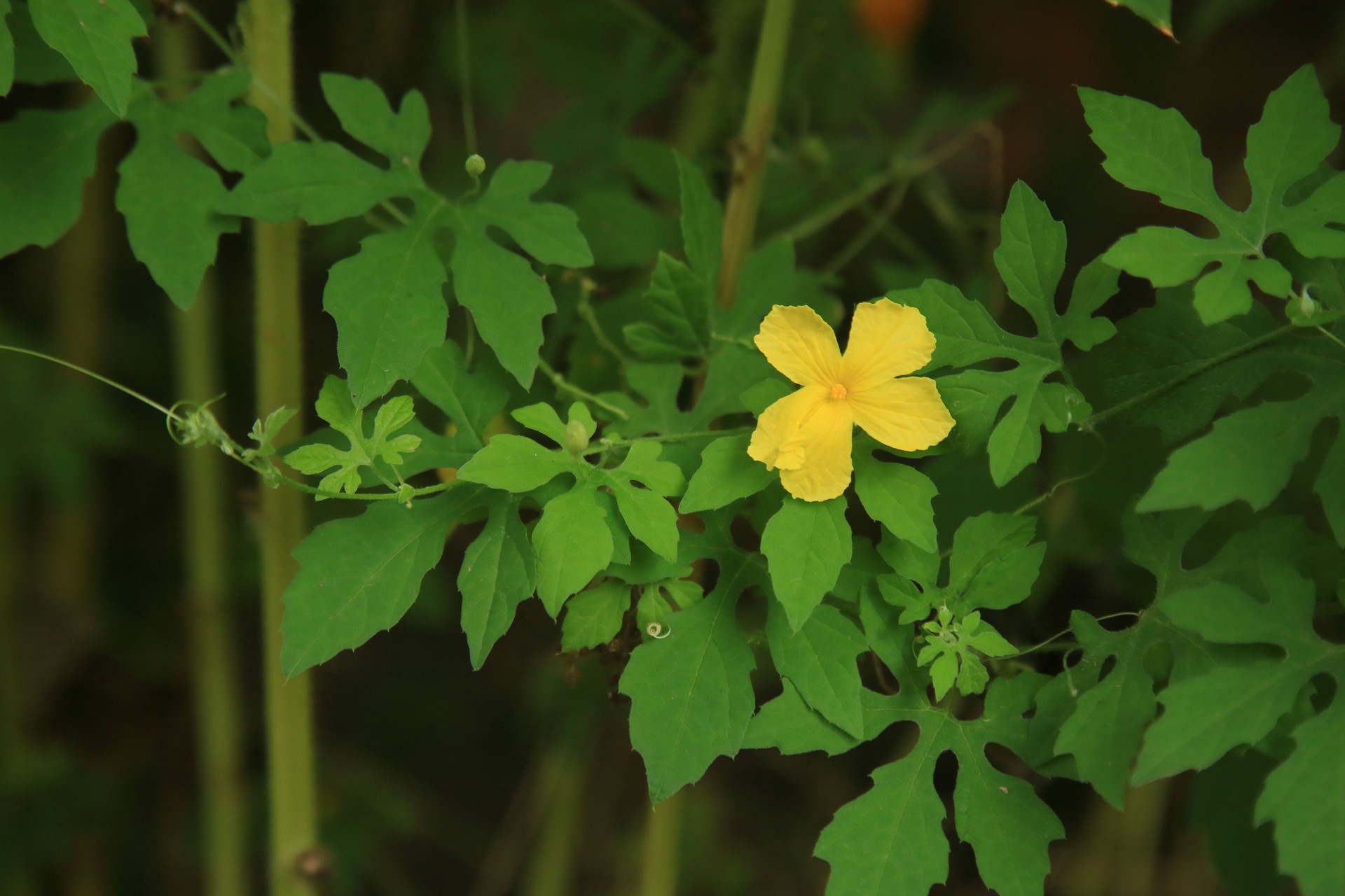 momordica, Cerasse herb for blood cleanse