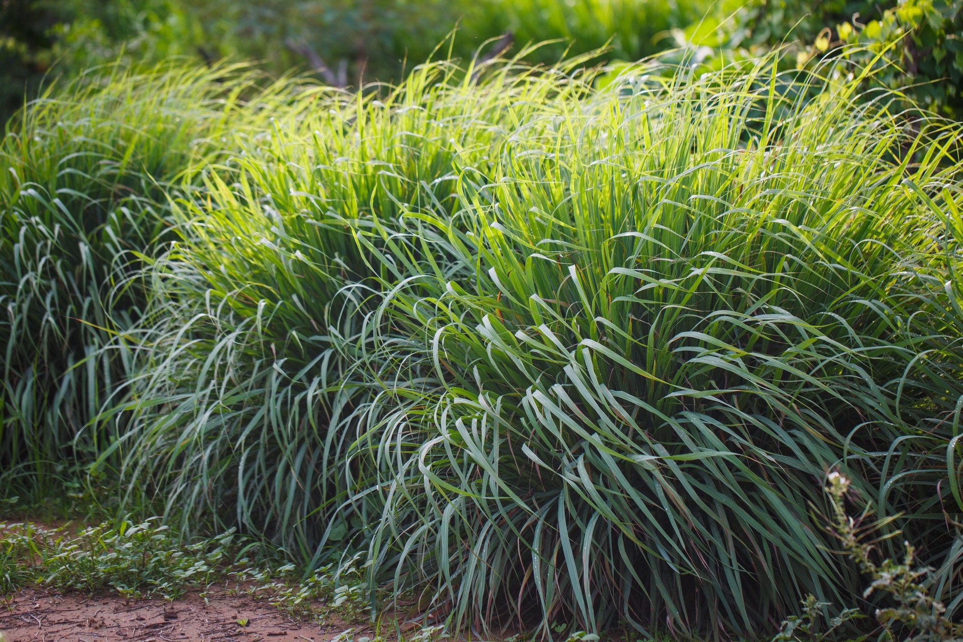 Lemongrass plant herbal vegetable